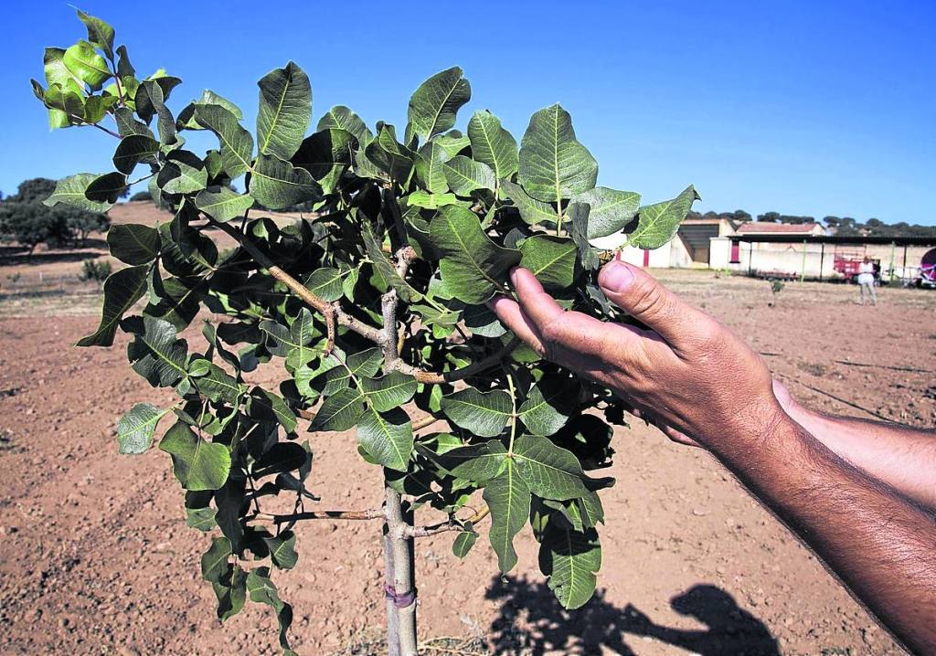 El pistacho, un cultivo con futuro en la provincia de&nbsp;Salamanca
