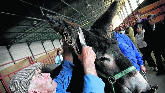 Tomás Cid esquilando una mula en una feria de Ciudad Rodrigo.
