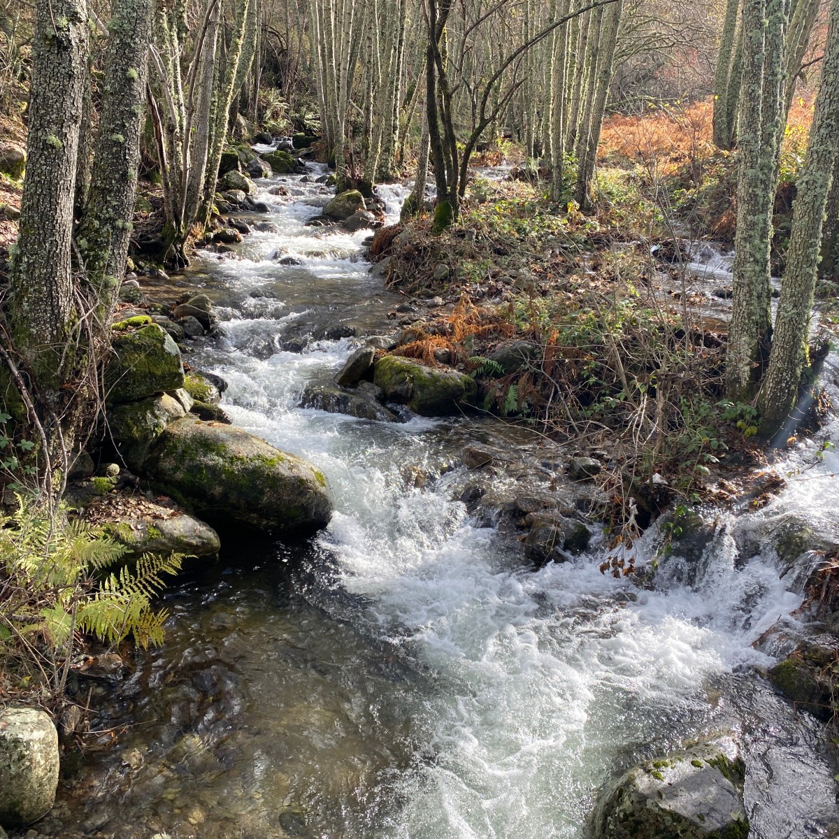 RUTA DE LA&nbsp;MANGÁ